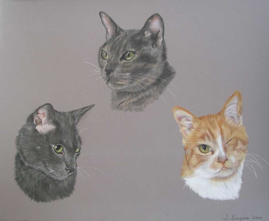 Triple cat portrait by Joanne Simpson